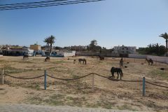 k-IMG_0549