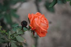 k-DSC_0081